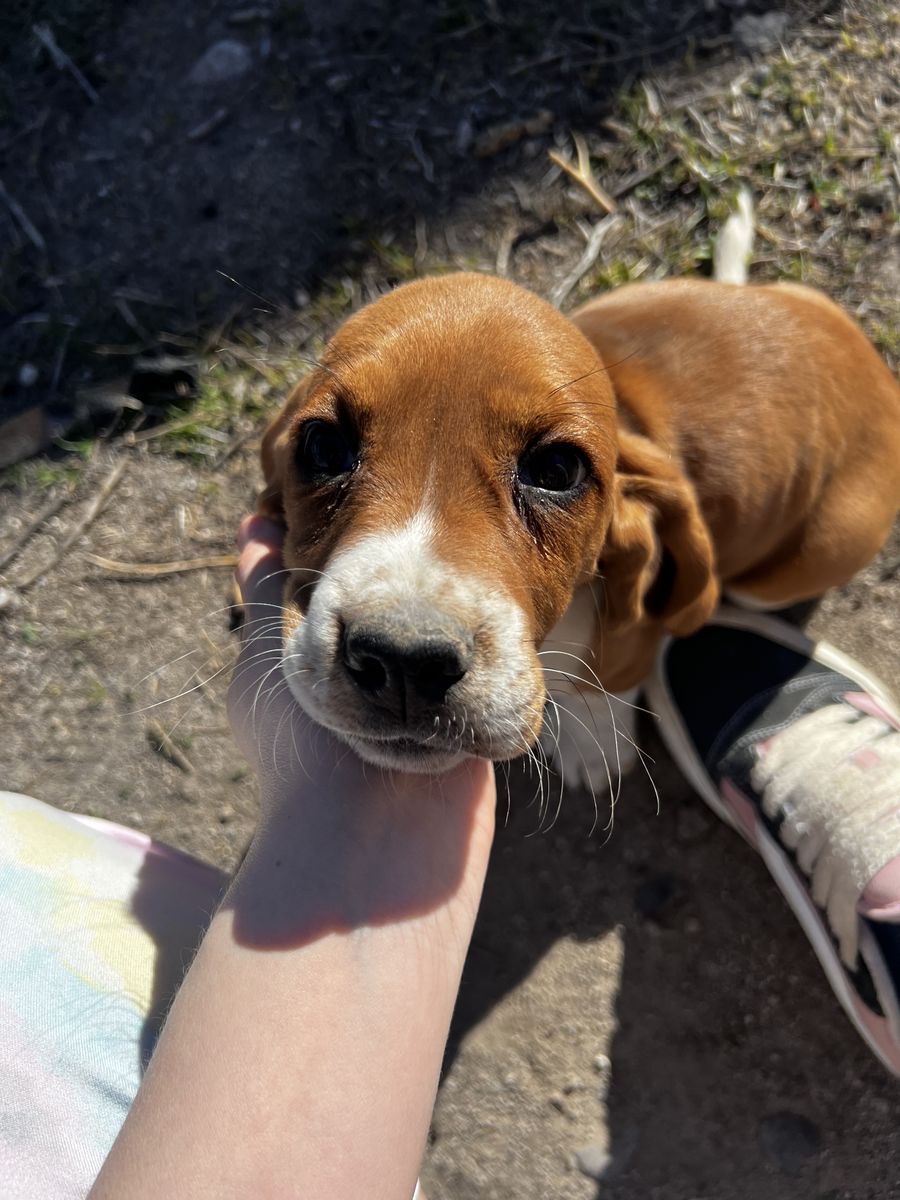 Basset Hound Puppies