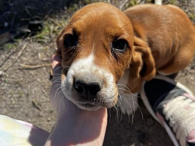 Basset Hound Puppies