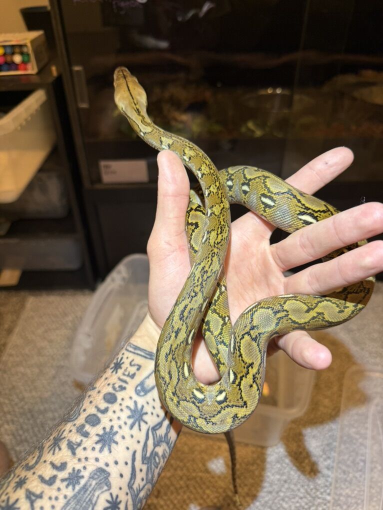Dwarf Reticulated python