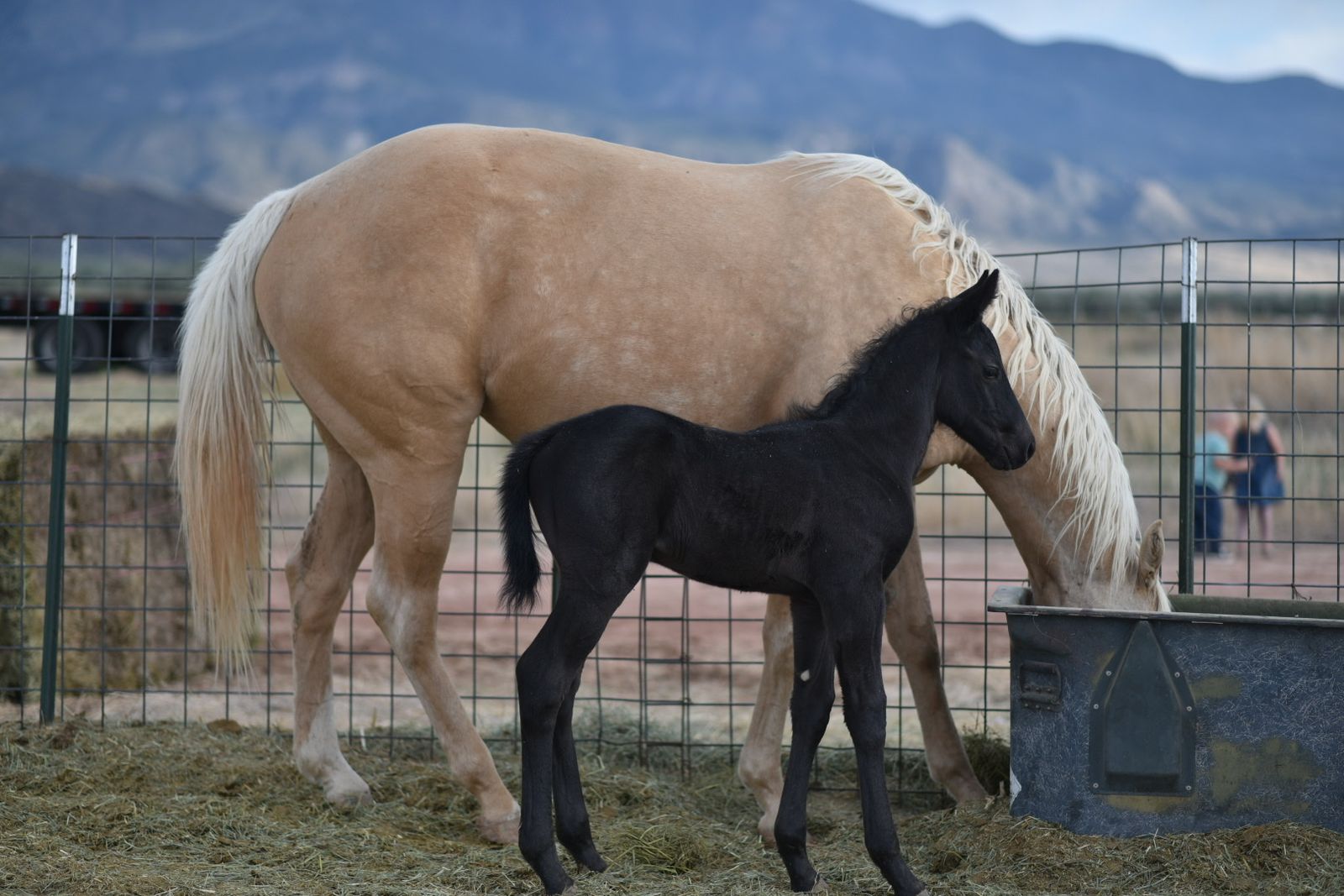 AQHA Blue Roan Colt