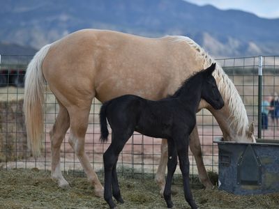 AQHA Blue Roan Colt