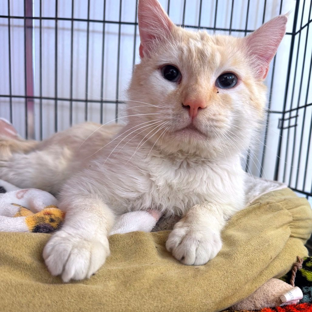 Hello my name is Cortez