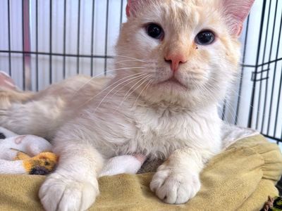 Hello my name is Cortez