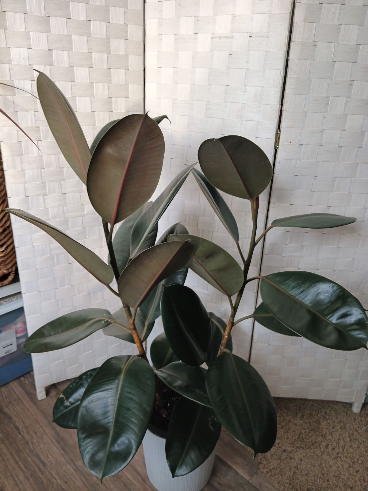 Live rubber tree -43 inches tall