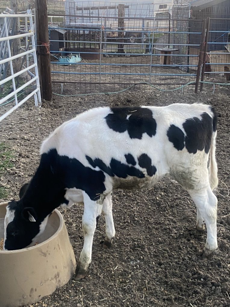 Heifer Calf 6  Months