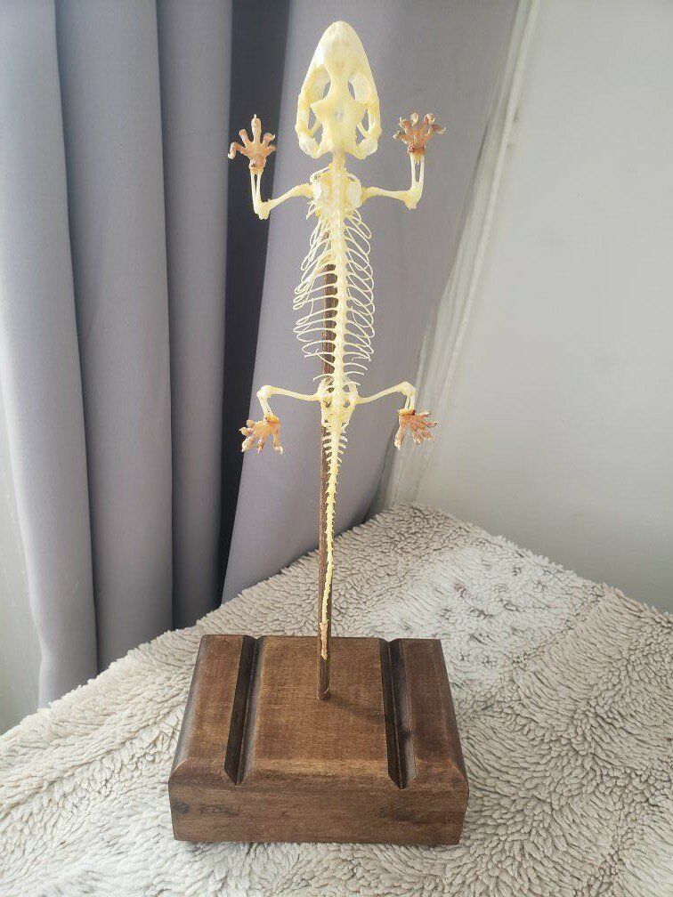 Real Tokay Gecko w/ Custom Stand