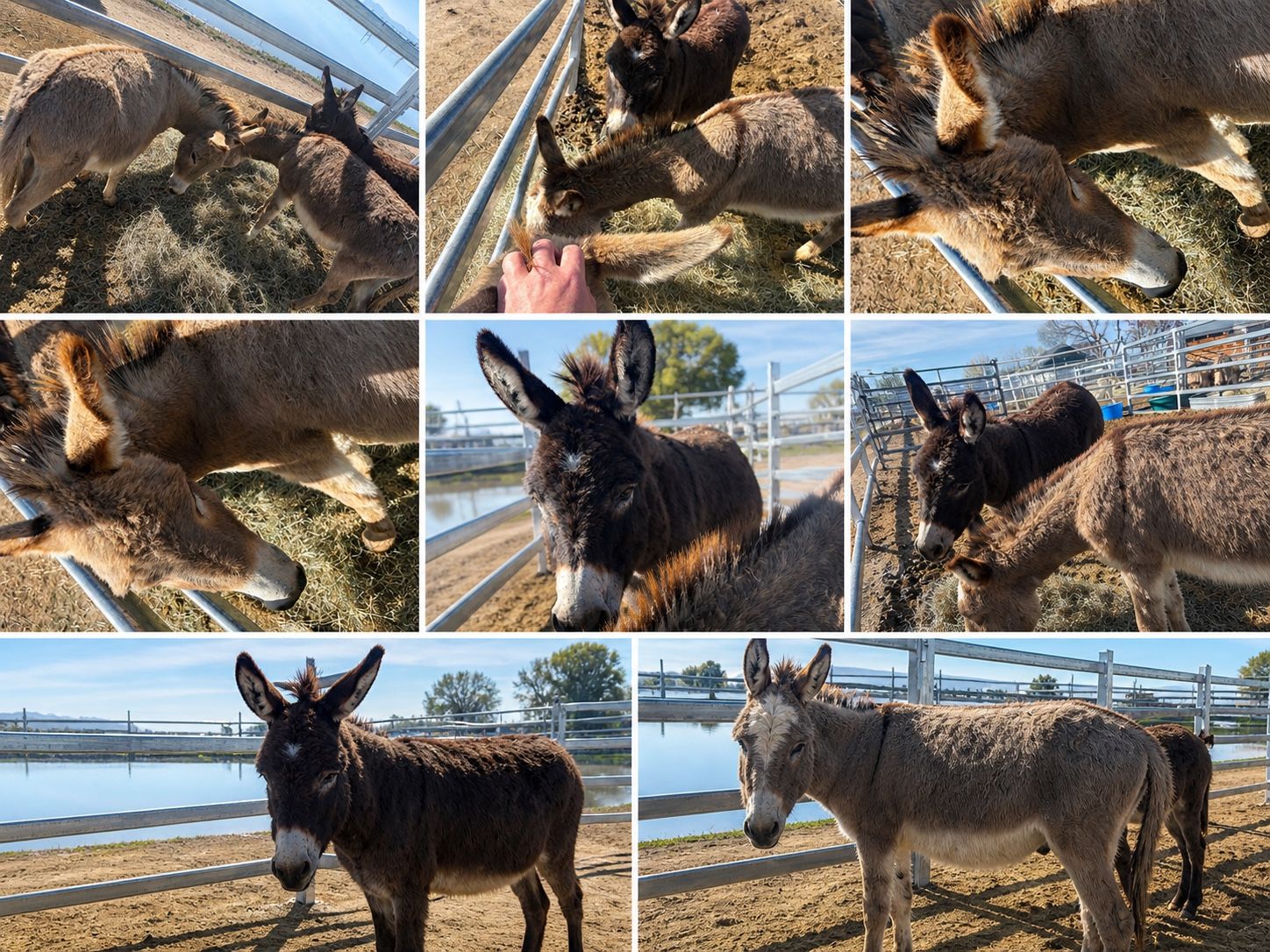 3 Minature John donkeys! Used for Parties.