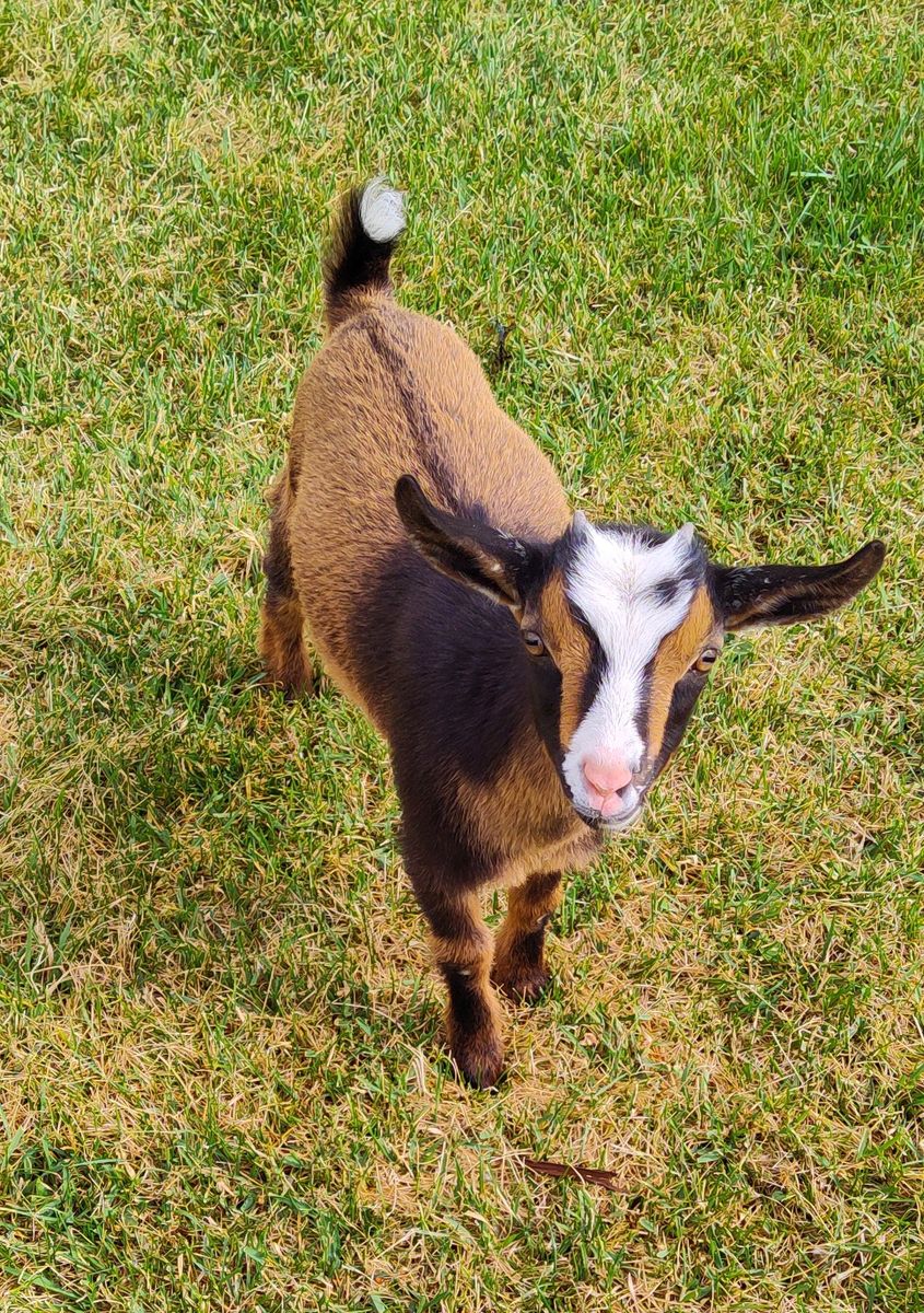 Female Nigerian Dwarf