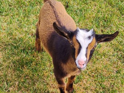 Female Nigerian Dwarf