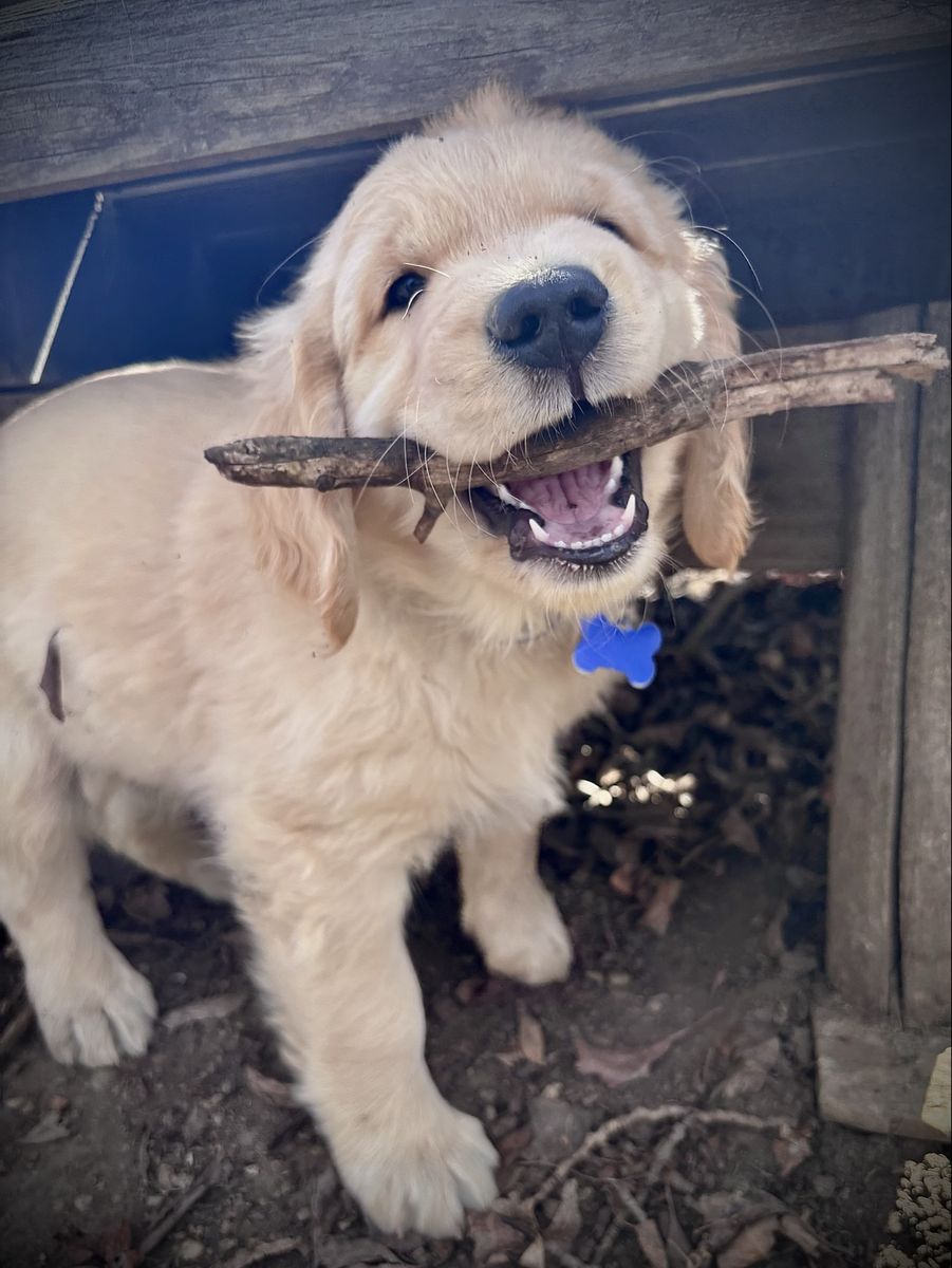 OFA DNA AKC Golden Retriever puppies