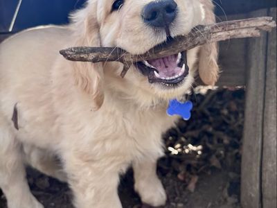 OFA DNA AKC Golden Retriever puppies