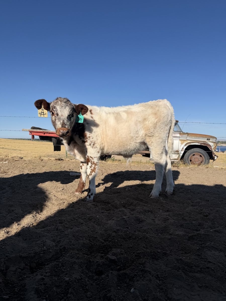 Highpark Speckled Bull calf