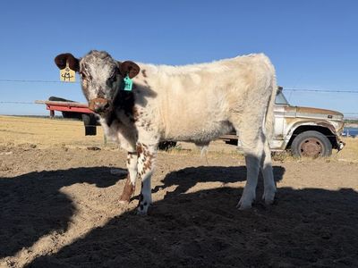 Highpark Speckled Bull calf