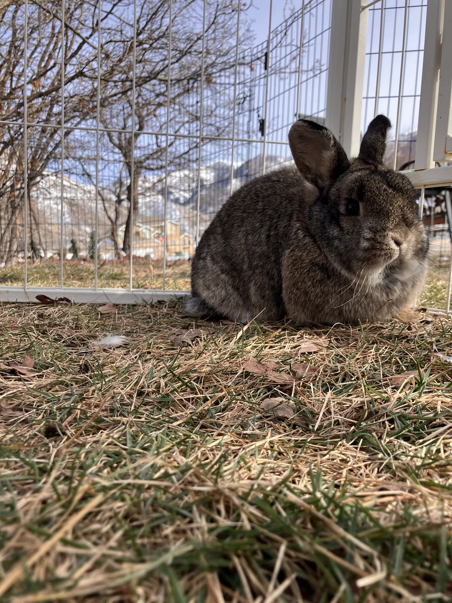 Cute female holland lop