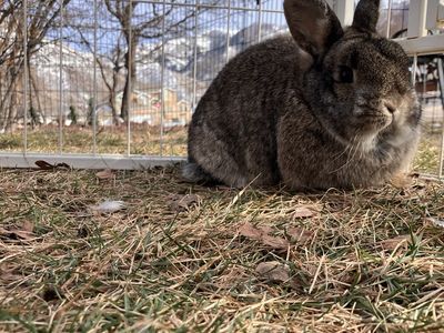 Cute female holland lop
