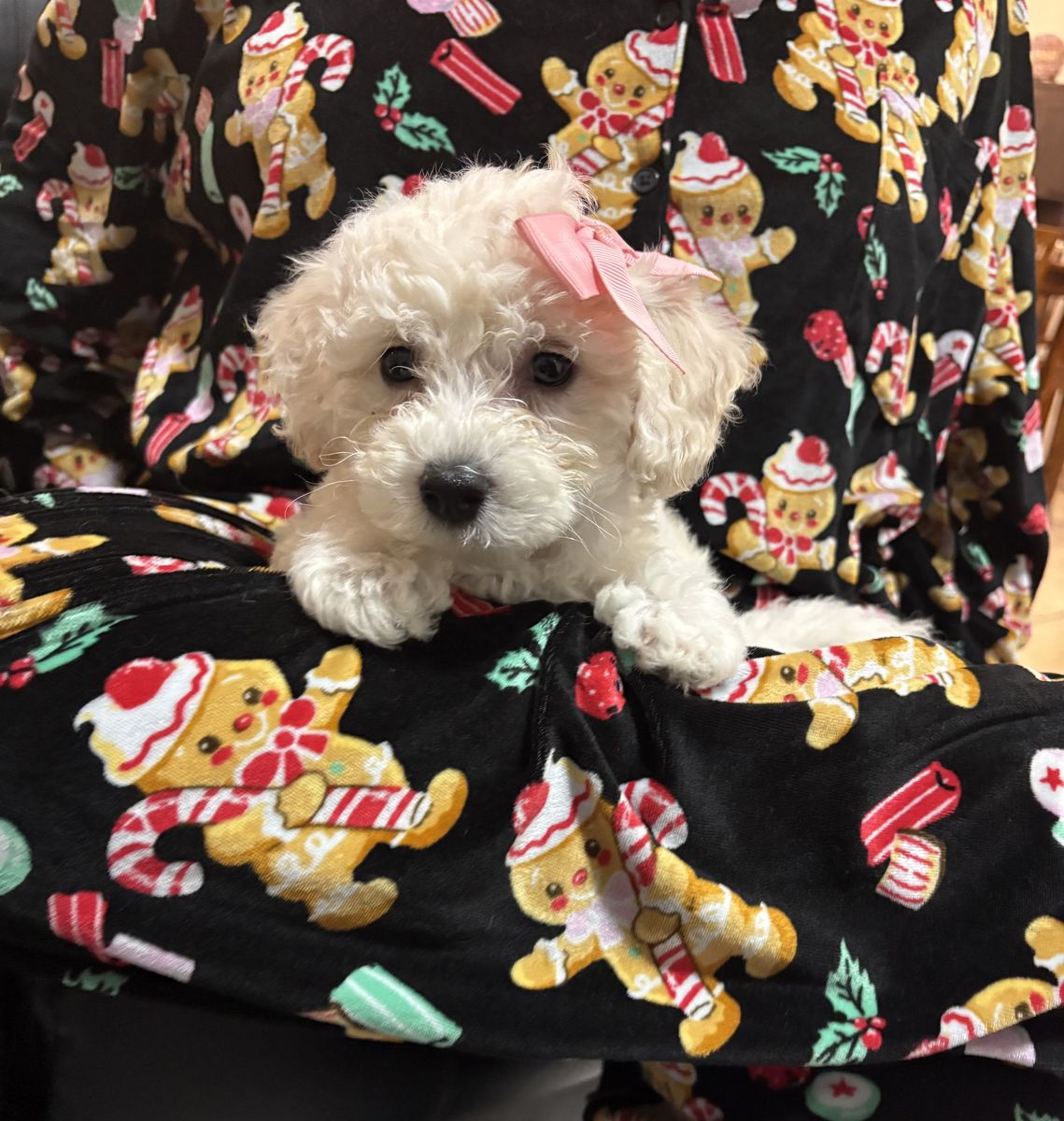 Poochon/Bichpoo Puppies!!