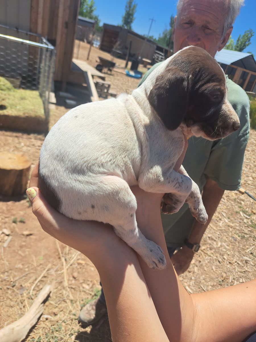 Purebred German shorthair pointers