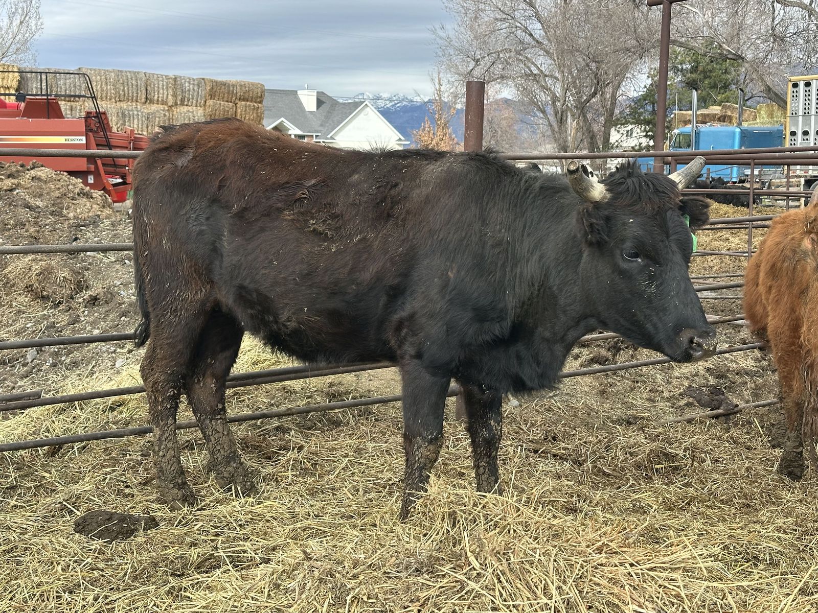 Bred Corriente Heifer