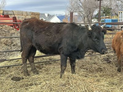 Bred Corriente Heifer