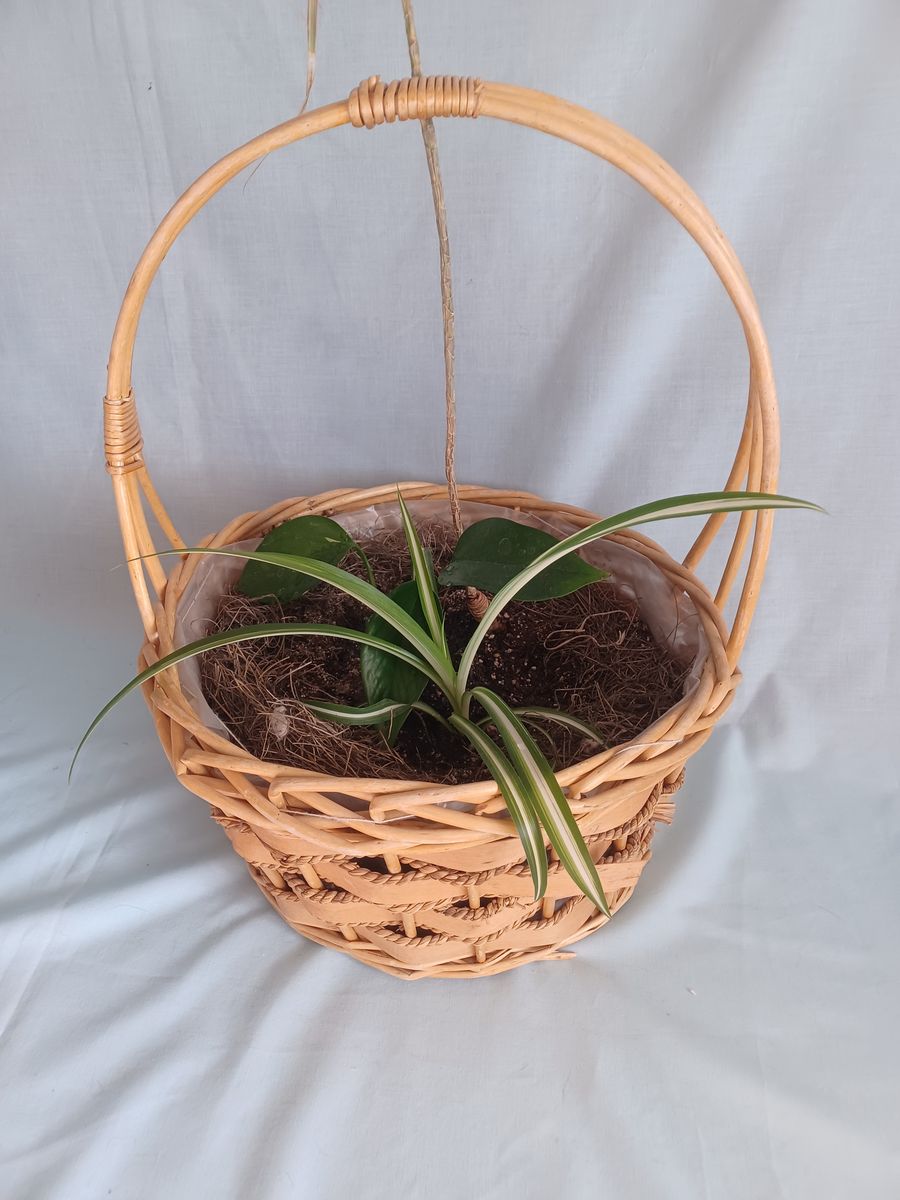 Indoor Garden Basket with 3 Plants