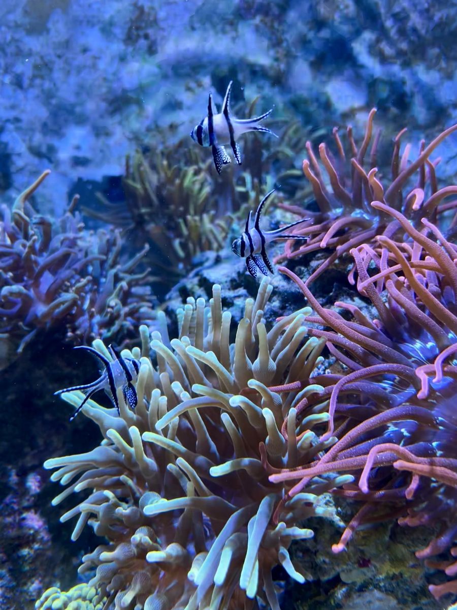 Chicago sunburst anemone