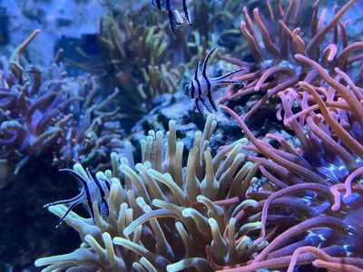 Chicago sunburst anemone