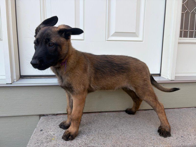 3 AKC Belgian Malinois Puppies