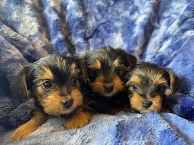 Purebred Yorkshire Terrier (Yorkie) puppies - Perfect Yorkie Easter Basket Stuffers