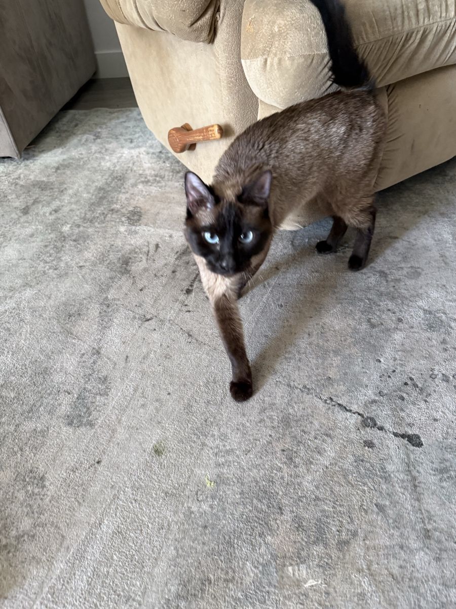 Beautiful Cats Available for Adoption - Siamese Mix with Blue Eyes and Heterochromatic White & Orange Tabby