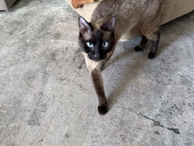 Beautiful Cats Available for Adoption - Siamese Mix with Blue Eyes and Heterochromatic White & Orange Tabby
