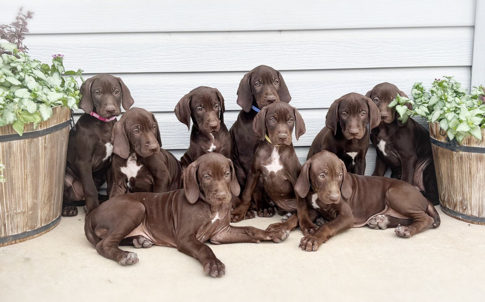 HUNTING DOGS- GSP / Vizsla Mix Puppies
