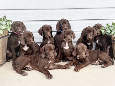 HUNTING DOGS- GSP / Vizsla Mix Puppies