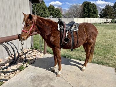 Grade Mare – QH/Pony Cross – Coming 2-Year-Old