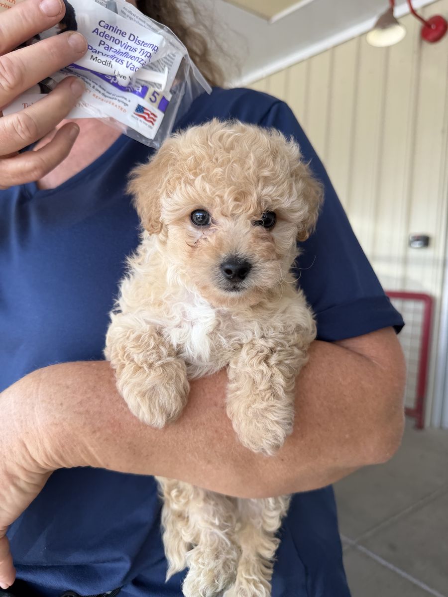 Tiny toy Maltichon boy. Bred from pure bred Bichon Frisée Mom and AKC Maltese Dad. Ready now.