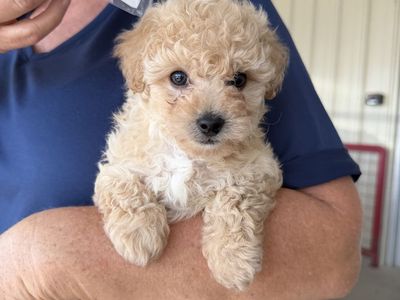 Tiny toy Maltichon boy. Bred from pure bred Bichon Frisée Mom and AKC Maltese Dad. Ready now.