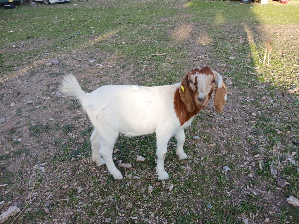 Doe boar goat