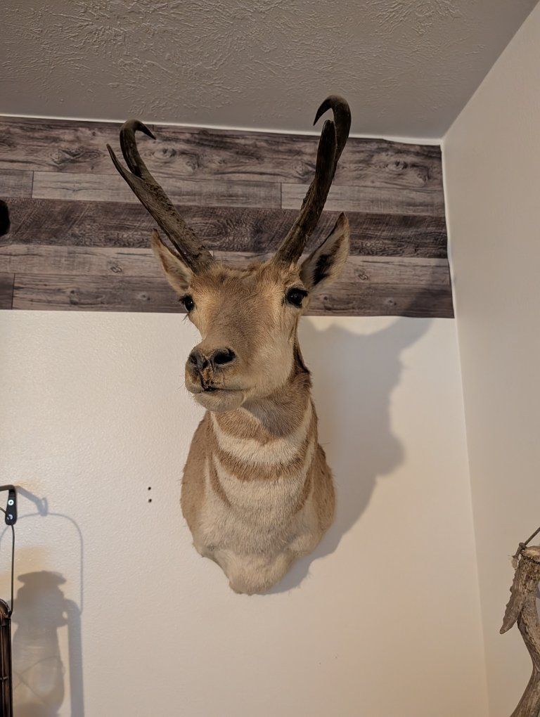 speed goat, needs clay work