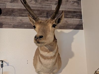 speed goat, needs clay work