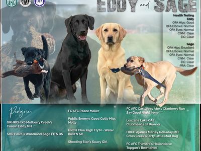 AKC Field-Bred Labrador Retrievers