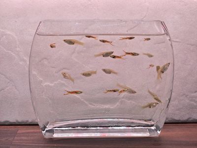Black Bar Endler Guppies
