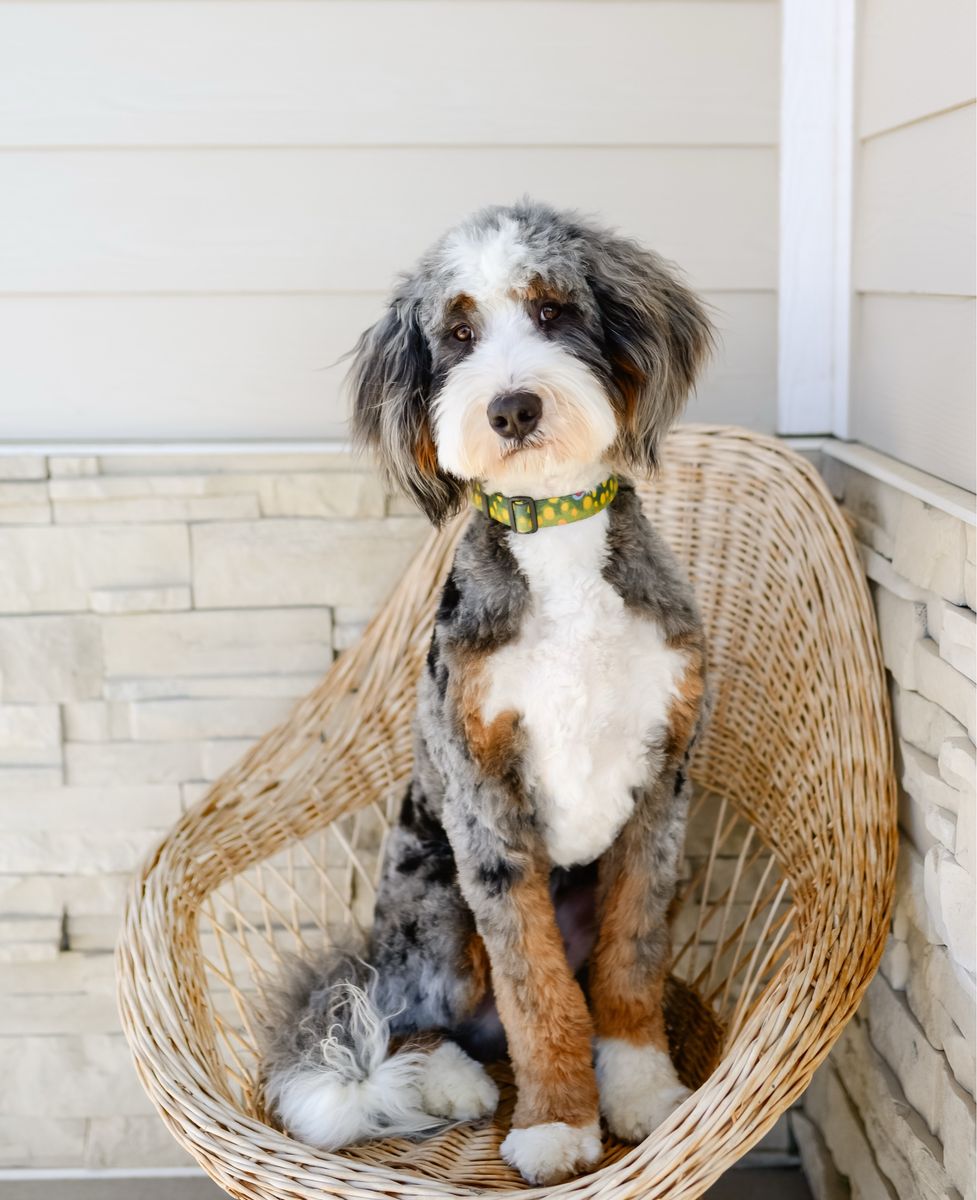 Fully furnished Tri Merle mini bernedoodle for stud