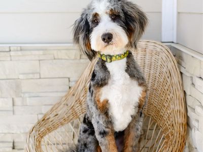 Fully furnished Tri Merle mini bernedoodle for stud