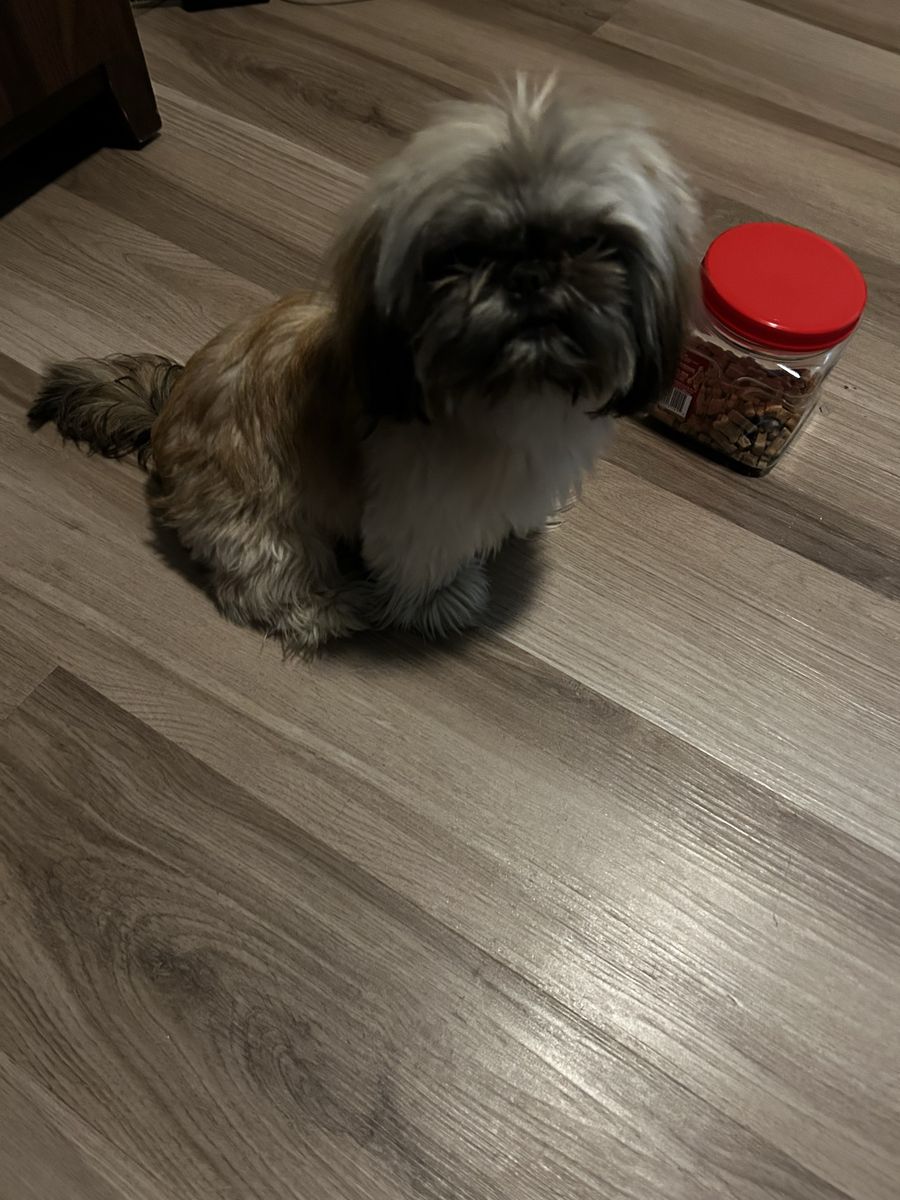Shih tzu