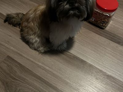 Shih tzu