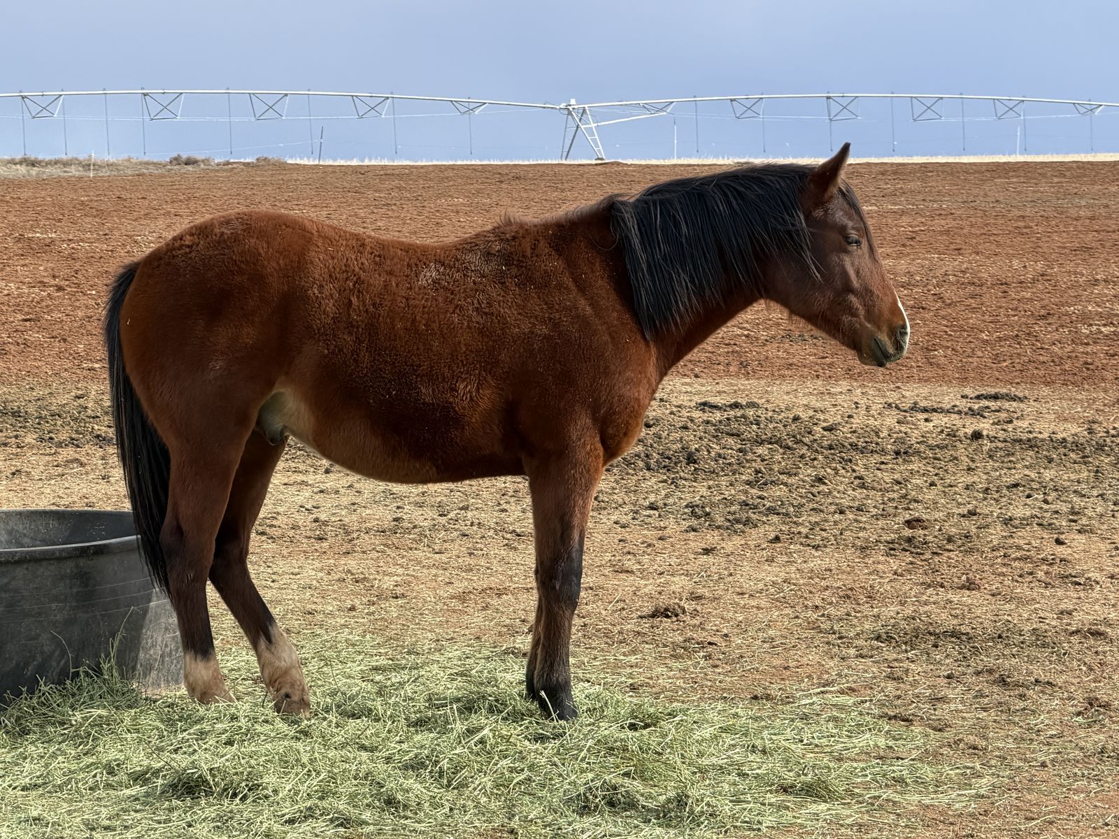 White Lightning Ike, War Drift X Mr. Gunsmoke, Leo