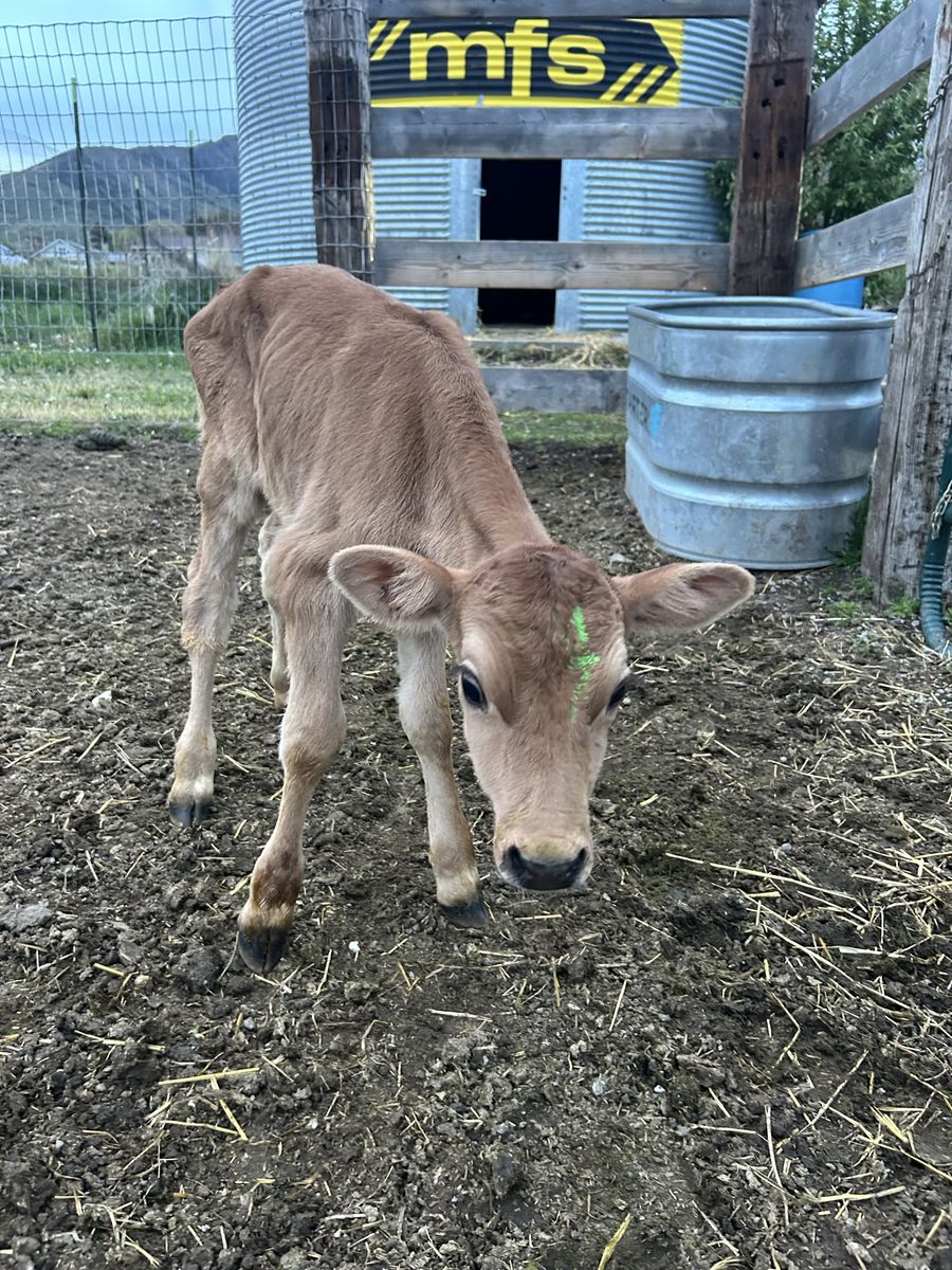 Jersey Holstein Cross Bull Calf
