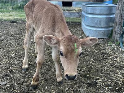 Jersey Holstein Cross Bull Calf