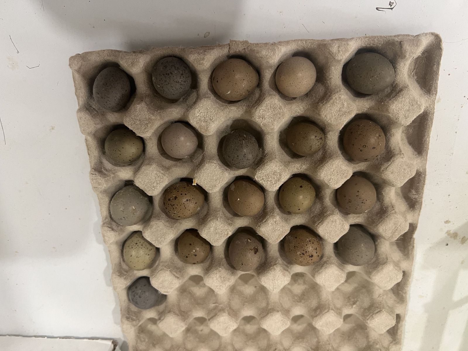 Fresh Button Quail Eggs