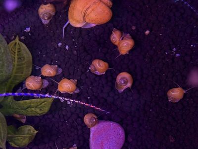 Baby Mystery Snails