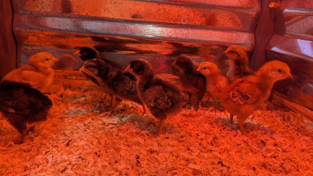 chicks